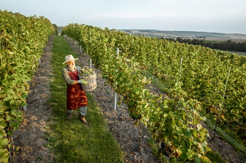 Vignoble avec un homme récoltant des raisins